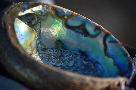 Nostalgic for California abalone? Why they disappeared, and how 1 project aims to bring them ...