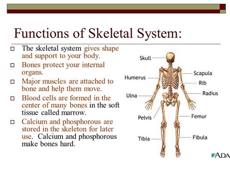 Functions Of A Skeleton | My XXX Hot Girl