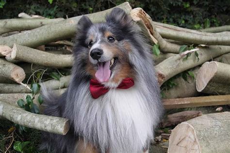 12 Things You Didn’t Know About The Miniature Collie | Your Dog Advisor