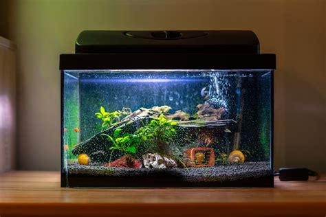 How to Manage Water Chemistry in Your Aquarium | Fishkeeping World