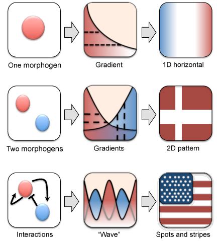 Understanding pattern formation during morphogenesis - Science in the News