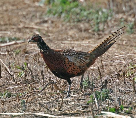 Pictures and information on Ring-necked Pheasant