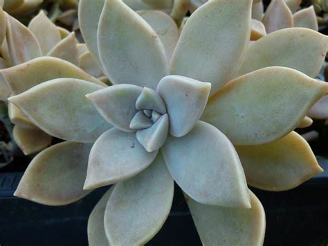 Graptopetalum paraguayense - Ghost Plant | World of Succulents