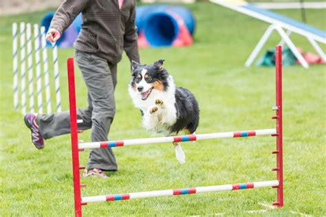 12 dog competitions, explained