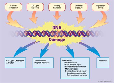 DNA Repair Mechanism: Photoreactivation, Excision repair, Post ...