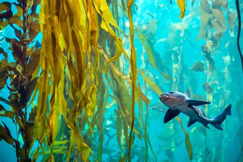 Kelp forest exploration | Learn at home | Grades 3-5 | Monterey Bay Aquarium