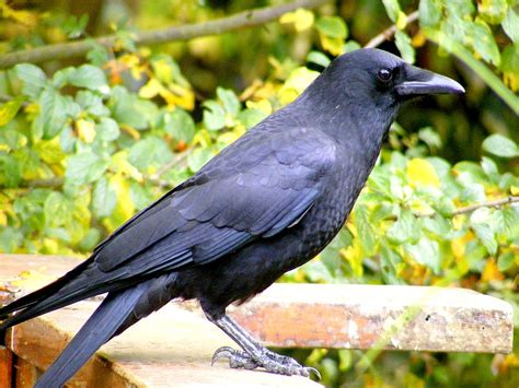 Crow, birds, animals, HD wallpaper | Peakpx