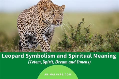 Leopard Symbolism and Meaning (Totem, Spirit and Omens) - Animal Hype