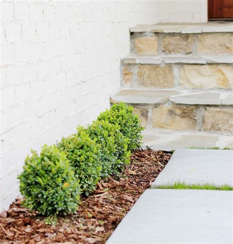 Dwarf English Boxwood, Buxus Sempervirens 'Suffruticosa',, 41% OFF