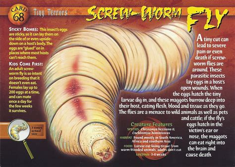 Screw-Worm Fly | Weird n' Wild Creatures Wiki | Fandom