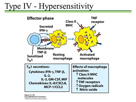 Type IV hypersensitivity reaction or Delayed type hypersensitivity (DTH ...