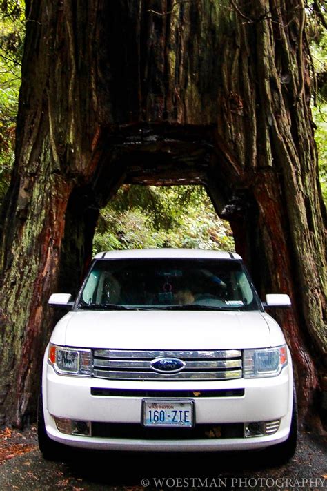 watch out for the woestmans: Redwood Forest Drive Thru Tree