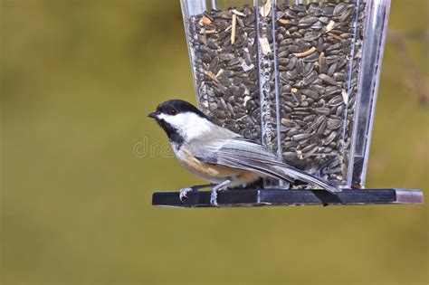 Black-capped Chickadee At A Bird Feeder Stock Image - Image of northern, birder: 23472201