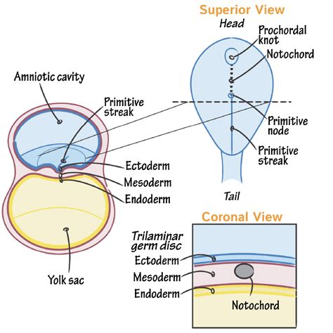 Embryology Glossary: Neurulation | ditki medical & biological sciences