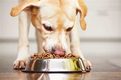 DCM and Grain-Free Diets and Dog Food | Oakland Veterinary Referral ...