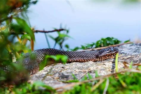 5 Water Snakes in Georgia (And 3 Semi-Aquatic) - Wildlife Informer
