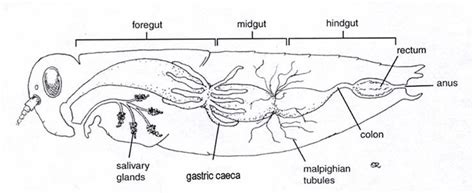 46+ Grasshopper Anatomy Diagram Background | Diagram Printabel