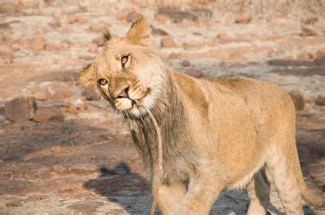 Lion Walk at Victoria falls Zimbabwe | Lion Walk at Victoria… | Flickr