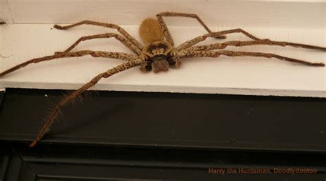 irrational fear of big spiders - Page 4 - British Expats