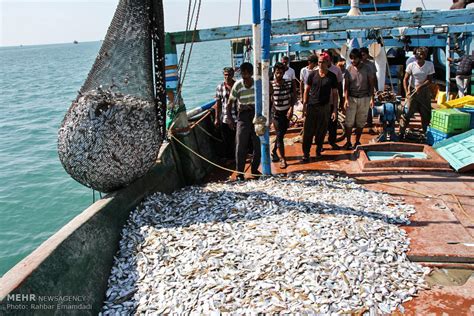 Shrimp fishing season begins in Hormozgan - Tehran Times