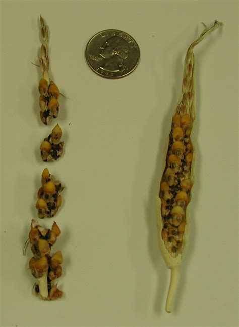 Corn/Teosinte Pictures : USDA ARS