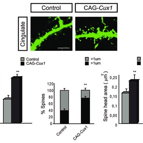 Cux genes control dendrite branching and synaptogenesis. Cux1 and Cux2... | Download Scientific ...