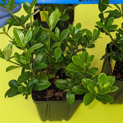 Gardenia DWARF Hardiest of All LANDSCAPE READY, Bushy, Multi-stemmed, 3 ...