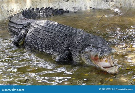 Giant Lolong Crocodile in Davao, Mindanao, Philippines Stock Photo ...