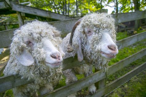 Angora Goat Free Stock Photo - Public Domain Pictures