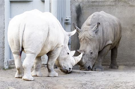 20 Animales albinos que lucen increibles