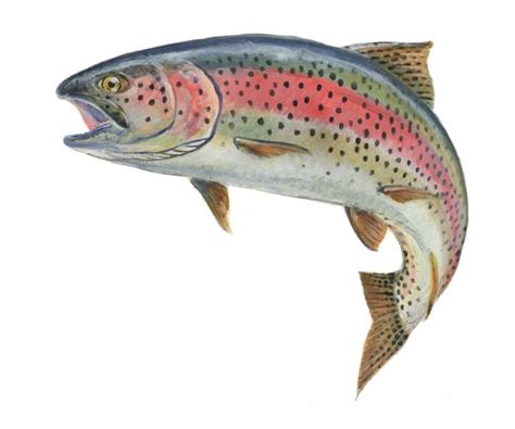 24 best Rainbow trout images on Pinterest | Rainbow trout, Rainbow and Rainbows