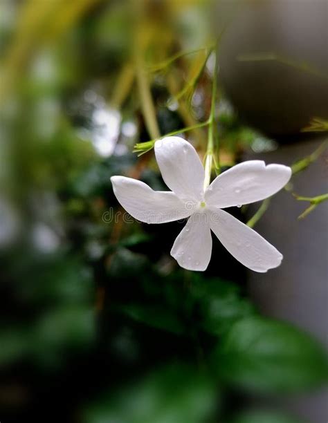 Pichcha flower stock photo. Image of yellow, garden - 251929348