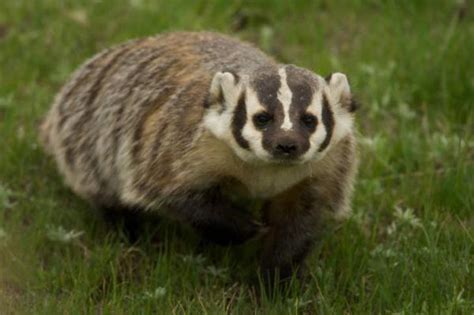 Badger falls through Michigan home's ceiling, panic ensues - mlive.com