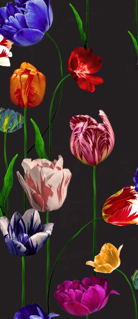 Blooming Tulips Wallpaper