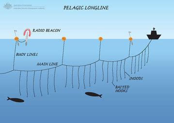 Longline Fishing Techniques - Longline fisheries