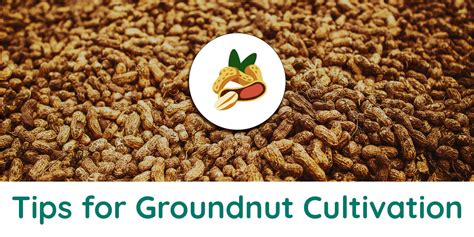 How to increase my groundnut yields through best practices in groundnut cultivation?