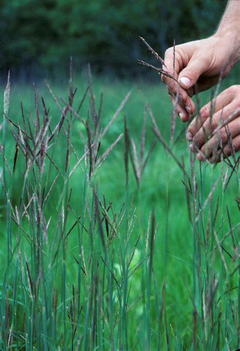 Chapter 3. Common Native Grasses of the Northern Midwest – Gardening ...