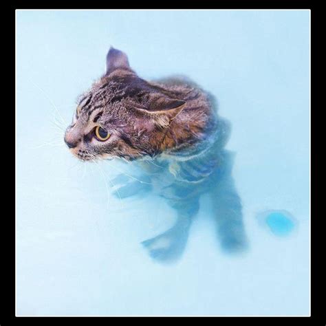 Pics of Funny Cats Photos in Water | Photo Funny Pictures