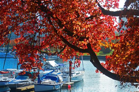 Autumn in Stanley Park Photograph by Tom Hollett - Fine Art America