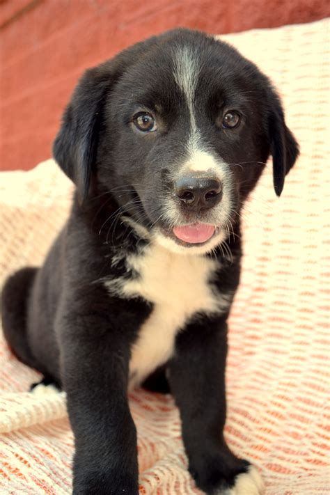 PreacherADOPTED is an adoptable Dog - Labrador Retriever & Border Collie Mix searching for a ...