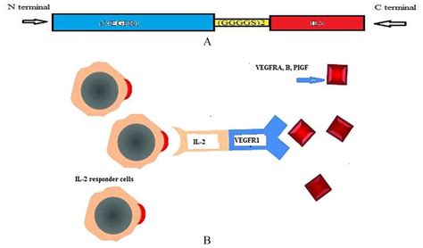 (A) A Schematic view of the designed fusion protein, (B) A proposed ...