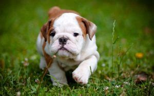 British Bulldog Puppies For Sale - Pet Adoption and Sales