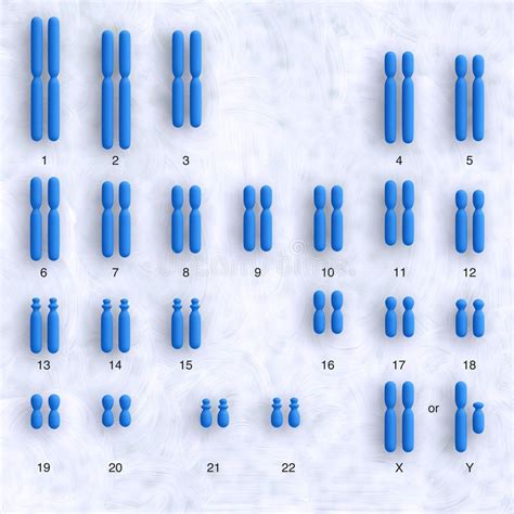 Human karyotype. Schematic representation of human karyotype showing ...