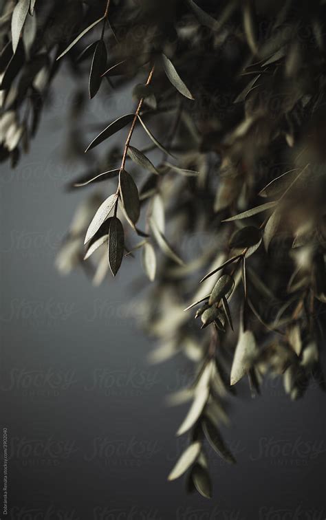 "Dried Eucalyptus Leaves On A Branch" by Stocksy Contributor "Dobránska ...