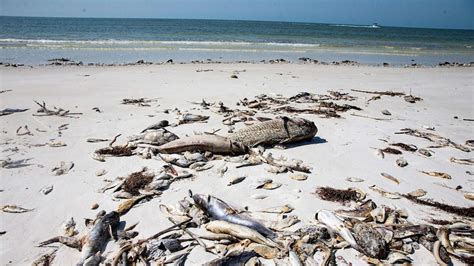 Florida Red Tide Map 2024 - Jeni Arleyne