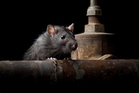 How Much Does a Rat Exterminator Cost in 2024? | Checkatrade