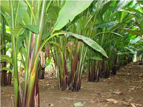Abaca is mainly grown in Bicol and Eastern Visayas regions. | Plants, Bicol, Eastern visayas