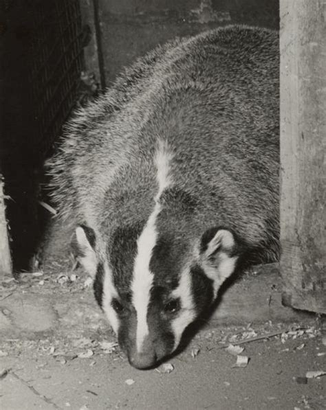 Badger | Photograph | Wisconsin Historical Society | Historical society, Wisconsin, Historical