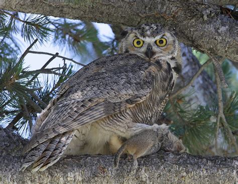 baby great horned owl sounds - Mastermind Blook Pictures Gallery