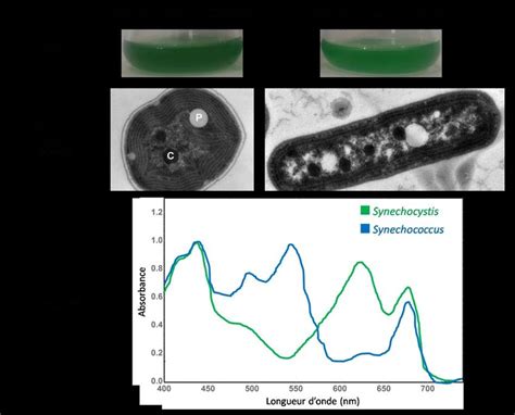 -Différences entre Synechocystis et Synechococcus | Download Scientific ...